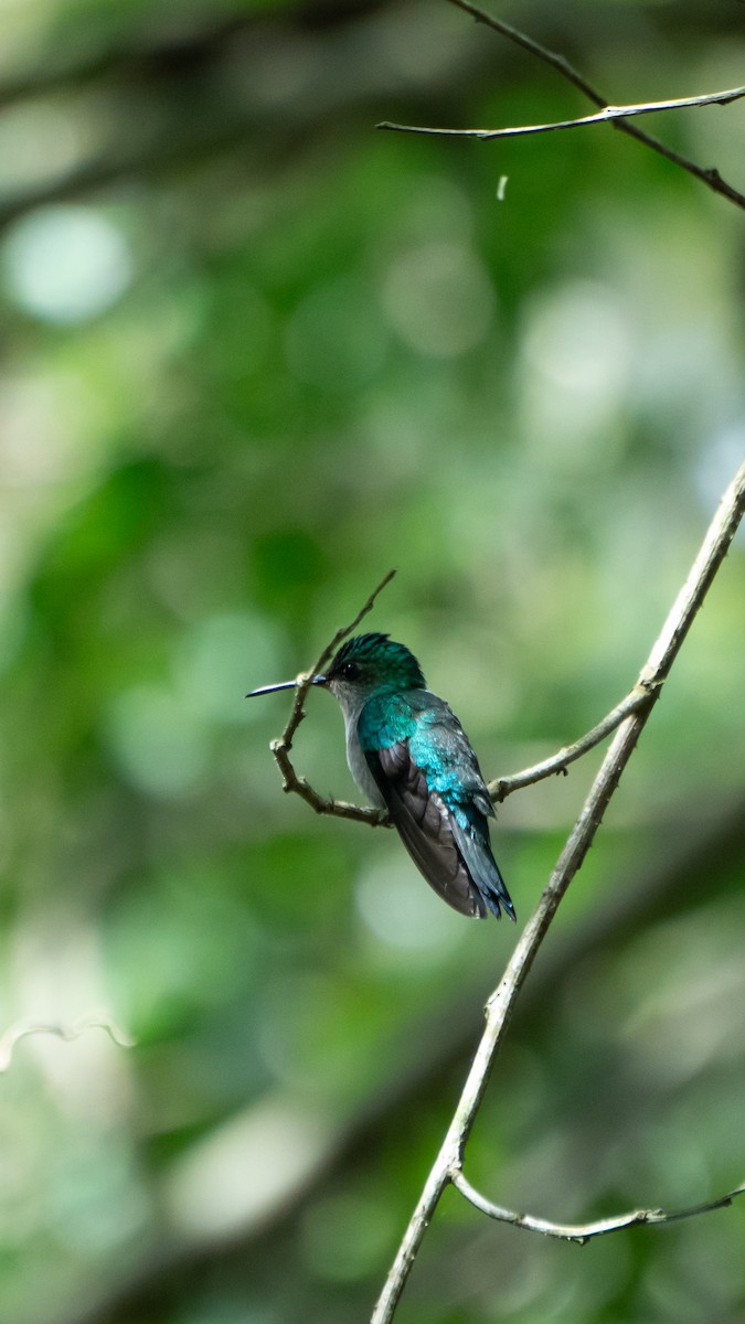 Violet-capped Woodnymph - ML641940728