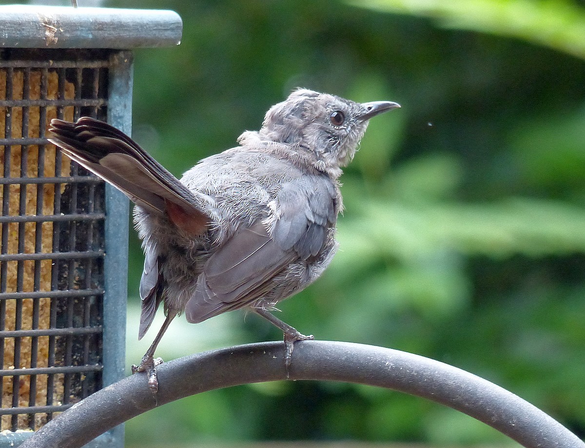 Gray Catbird - ML641940757