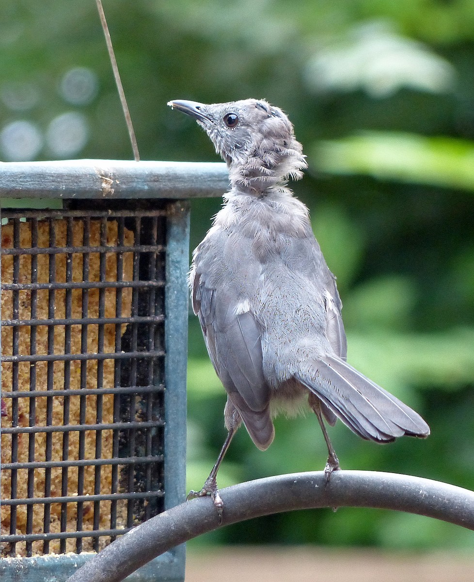 Gray Catbird - ML641940758