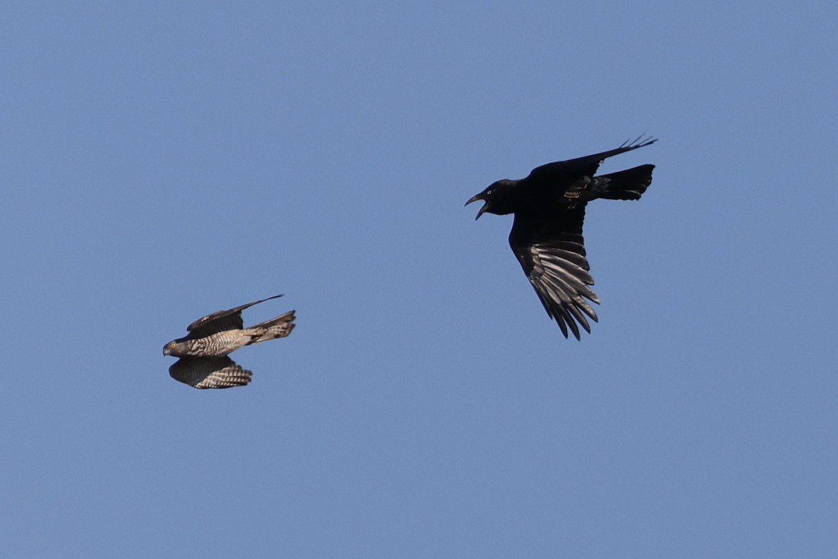 Torresian Crow - ML641940762