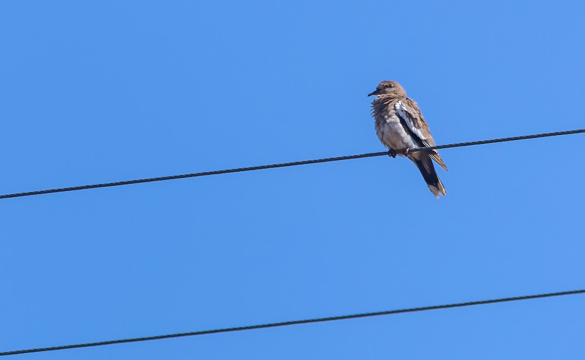 White-winged Dove - ML641940765