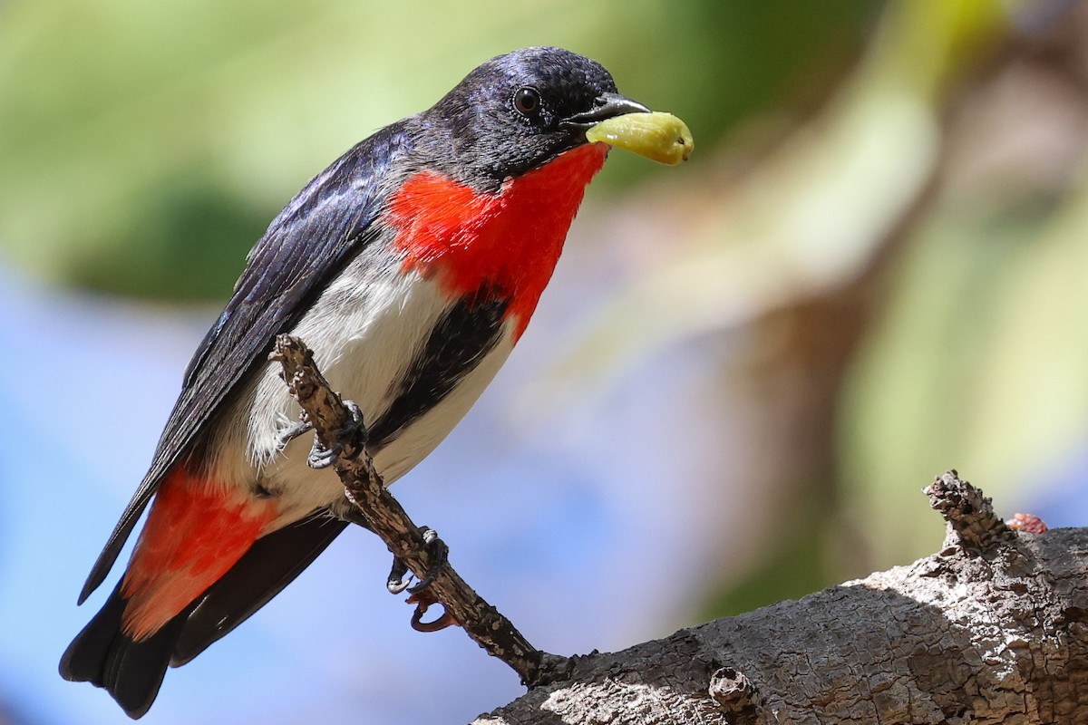 Mistletoebird - ML641940775
