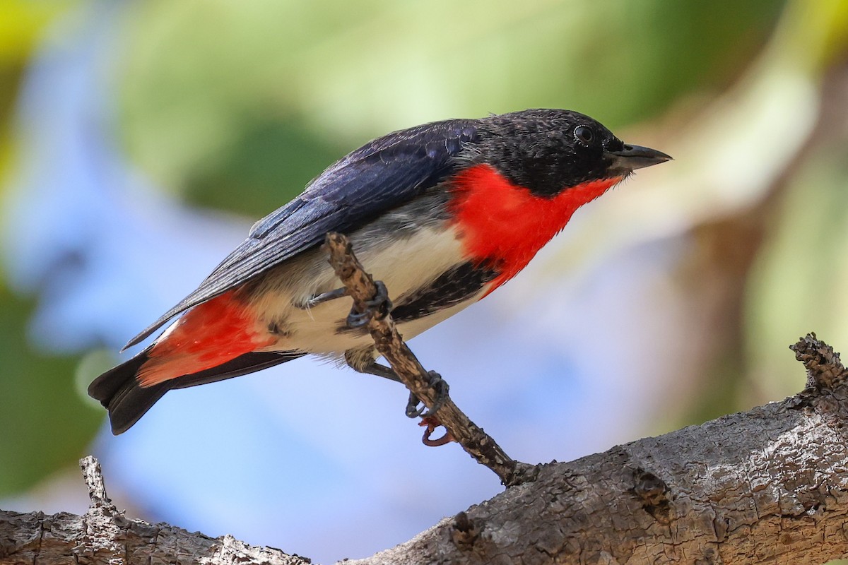 Mistletoebird - ML641940776