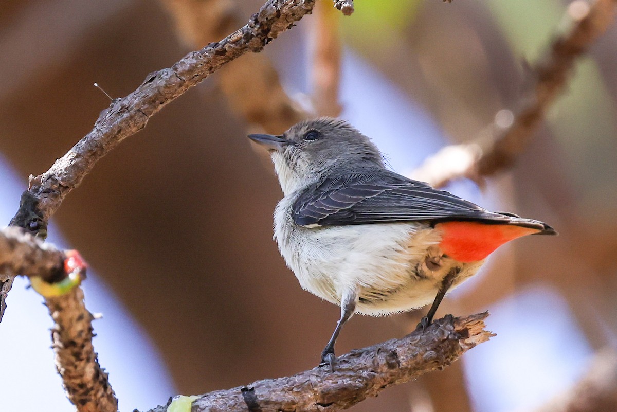 Mistletoebird - ML641940777