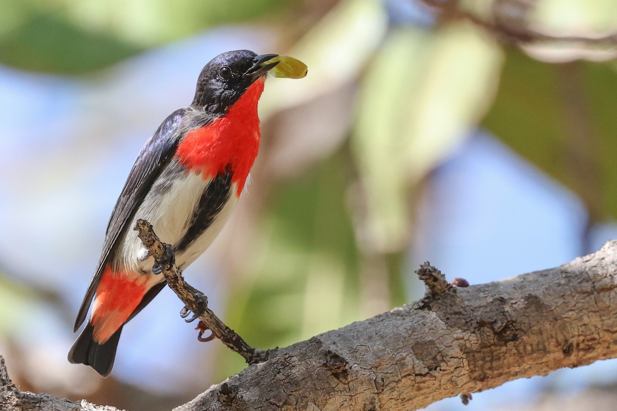 Mistletoebird - ML641940778