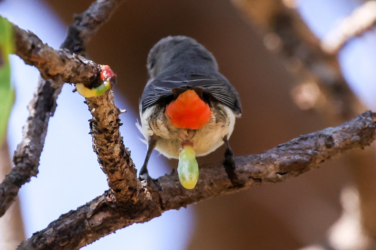 Mistletoebird - ML641940779