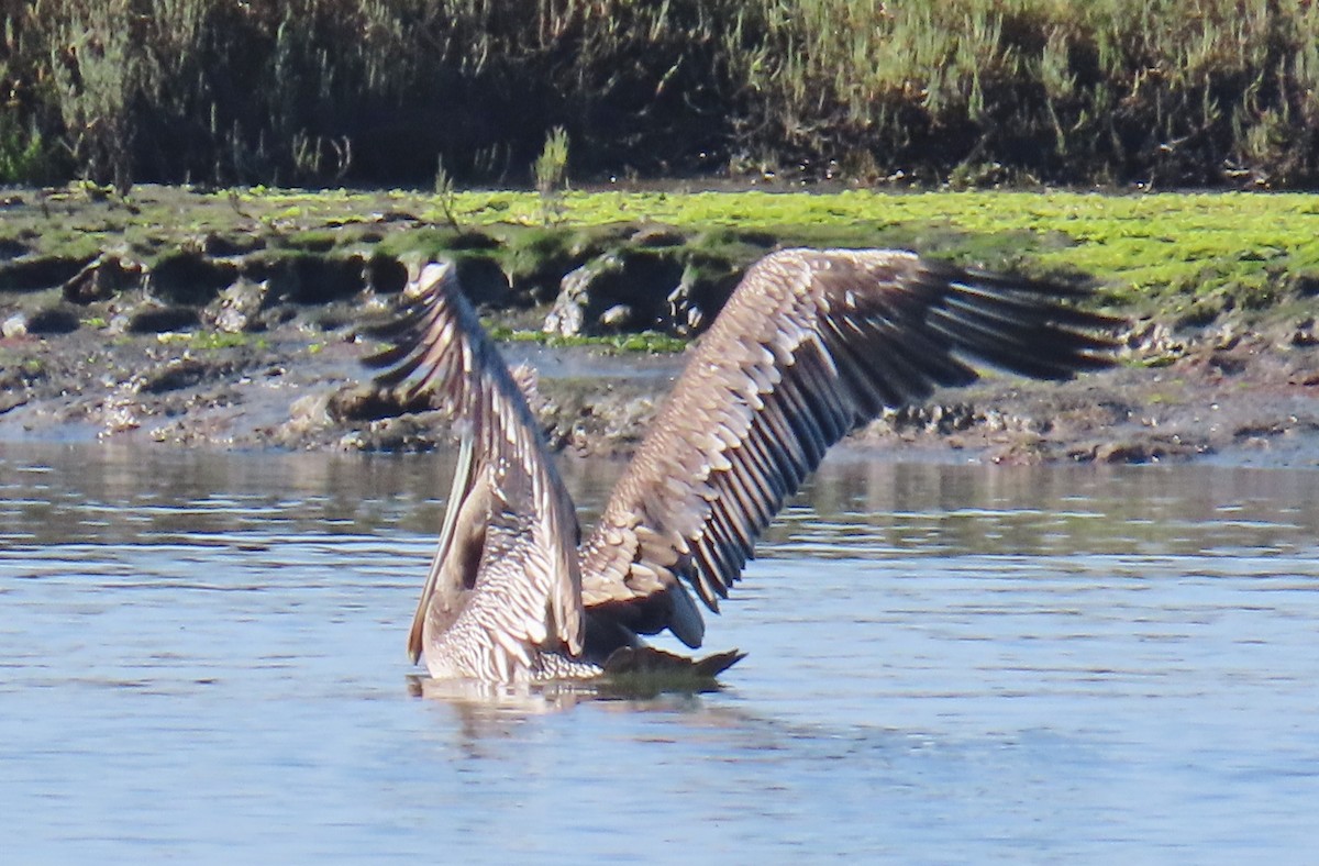 Brown Pelican (California) - ML641940798