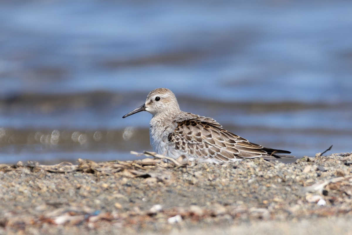 Weißbürzel-Strandläufer - ML641940808