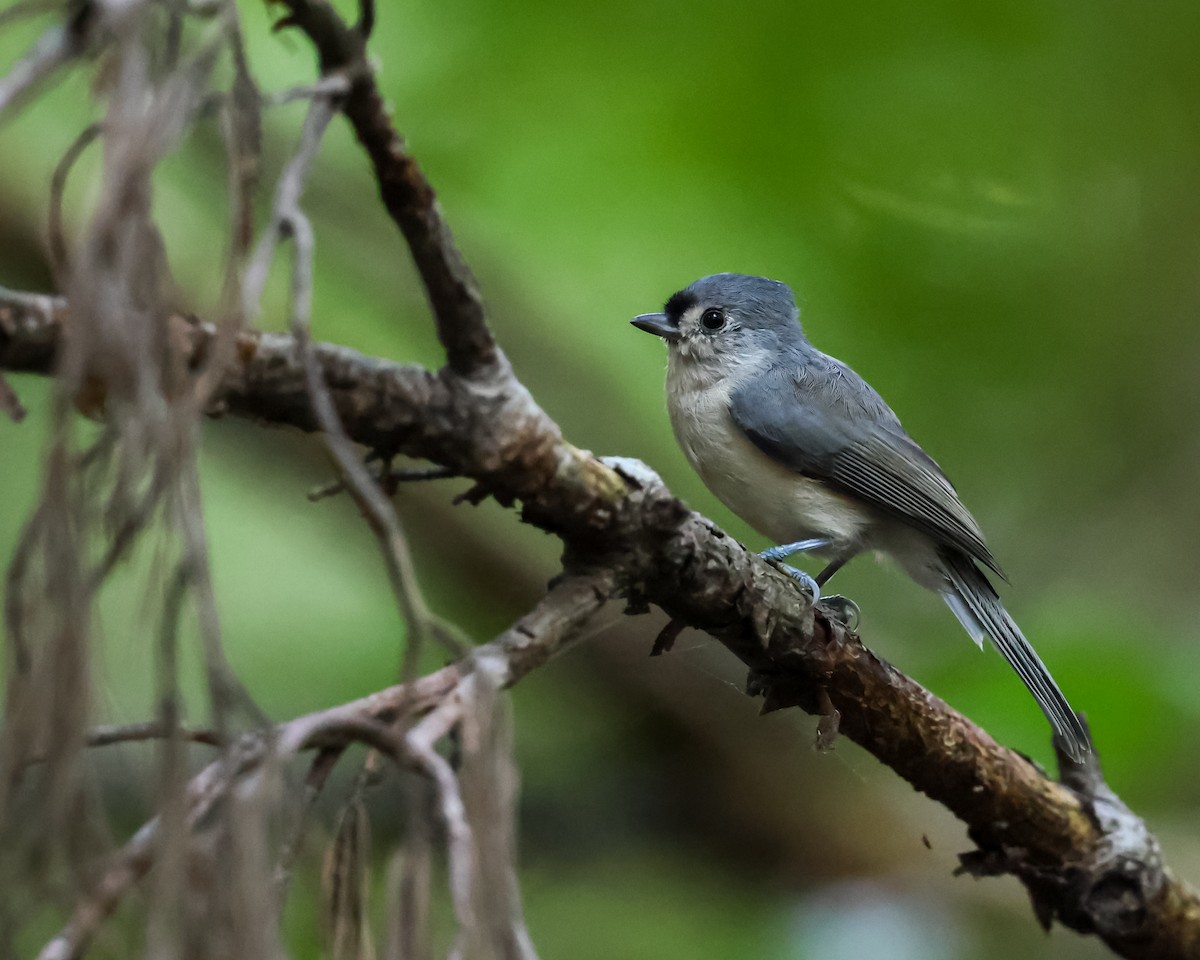 Tufted Titmouse - ML641940816