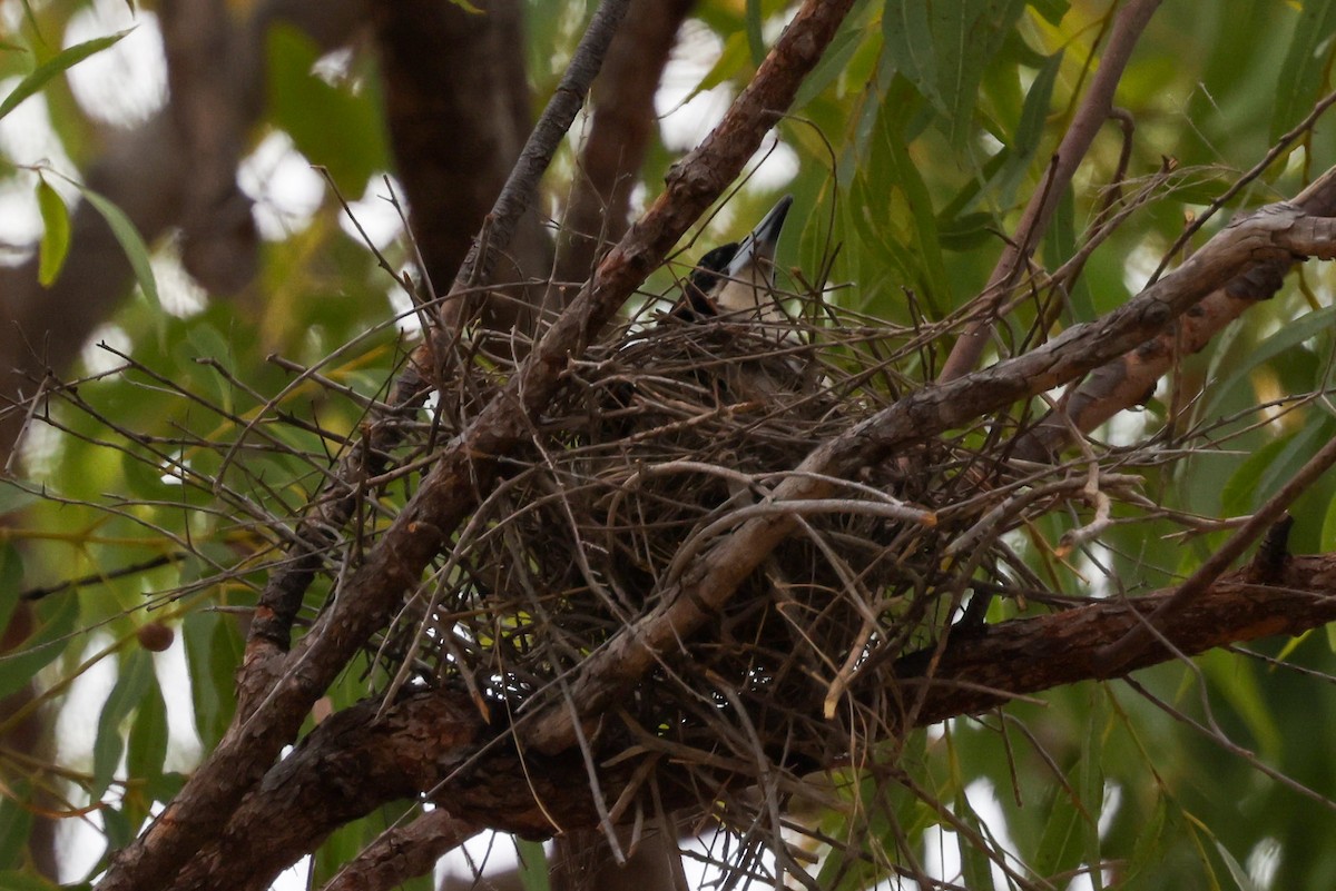 Silver-backed Butcherbird - ML641940833