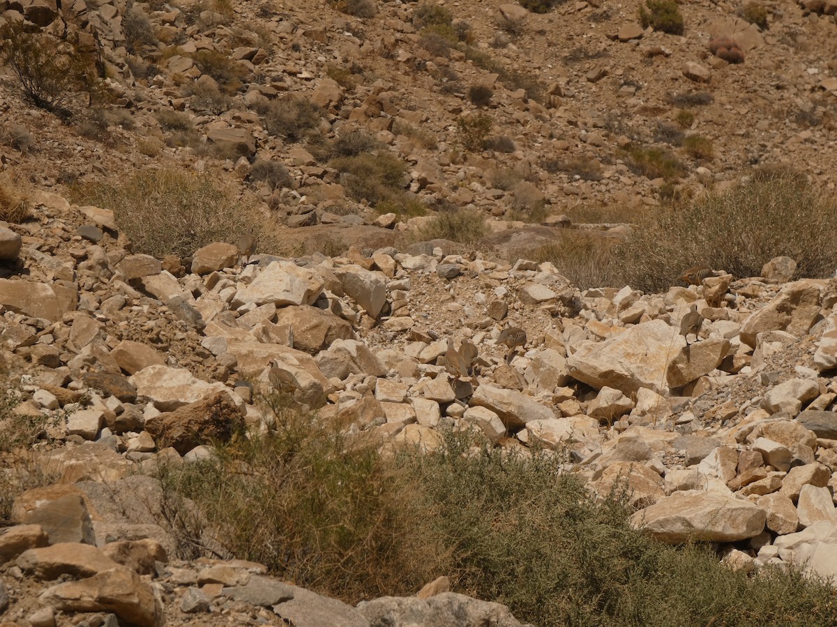 חוגלת סלעים - ML641940837