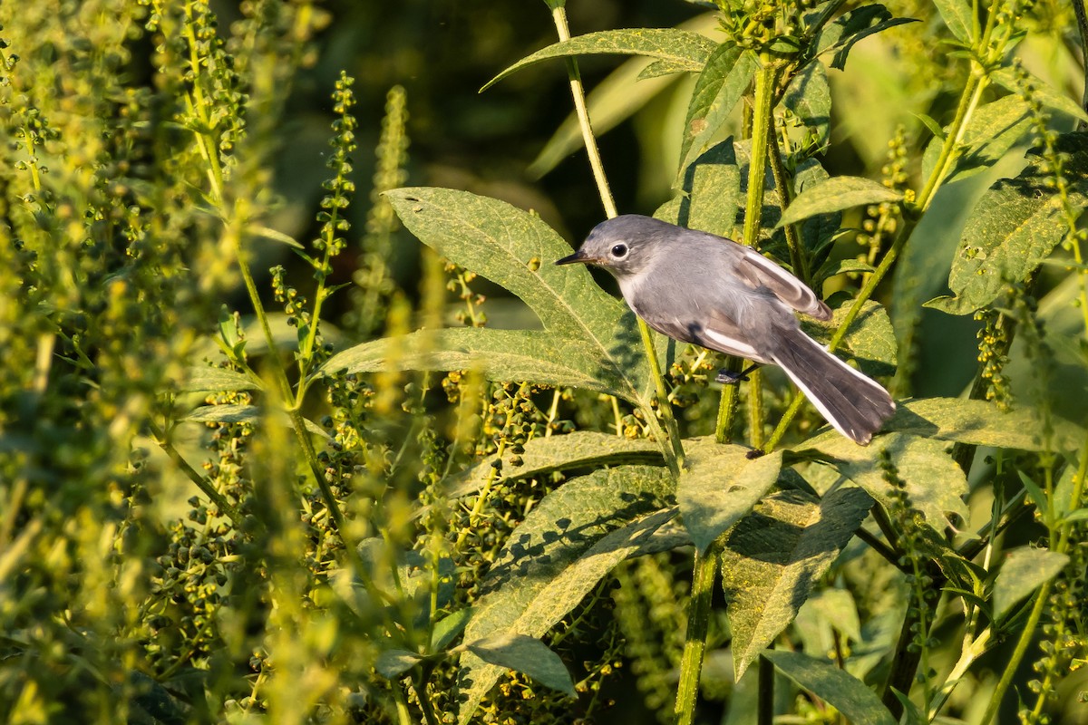 Blue-gray Gnatcatcher - ML641940844
