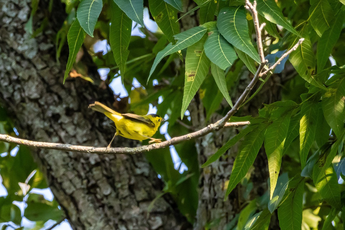 Wilson's Warbler - ML641940852
