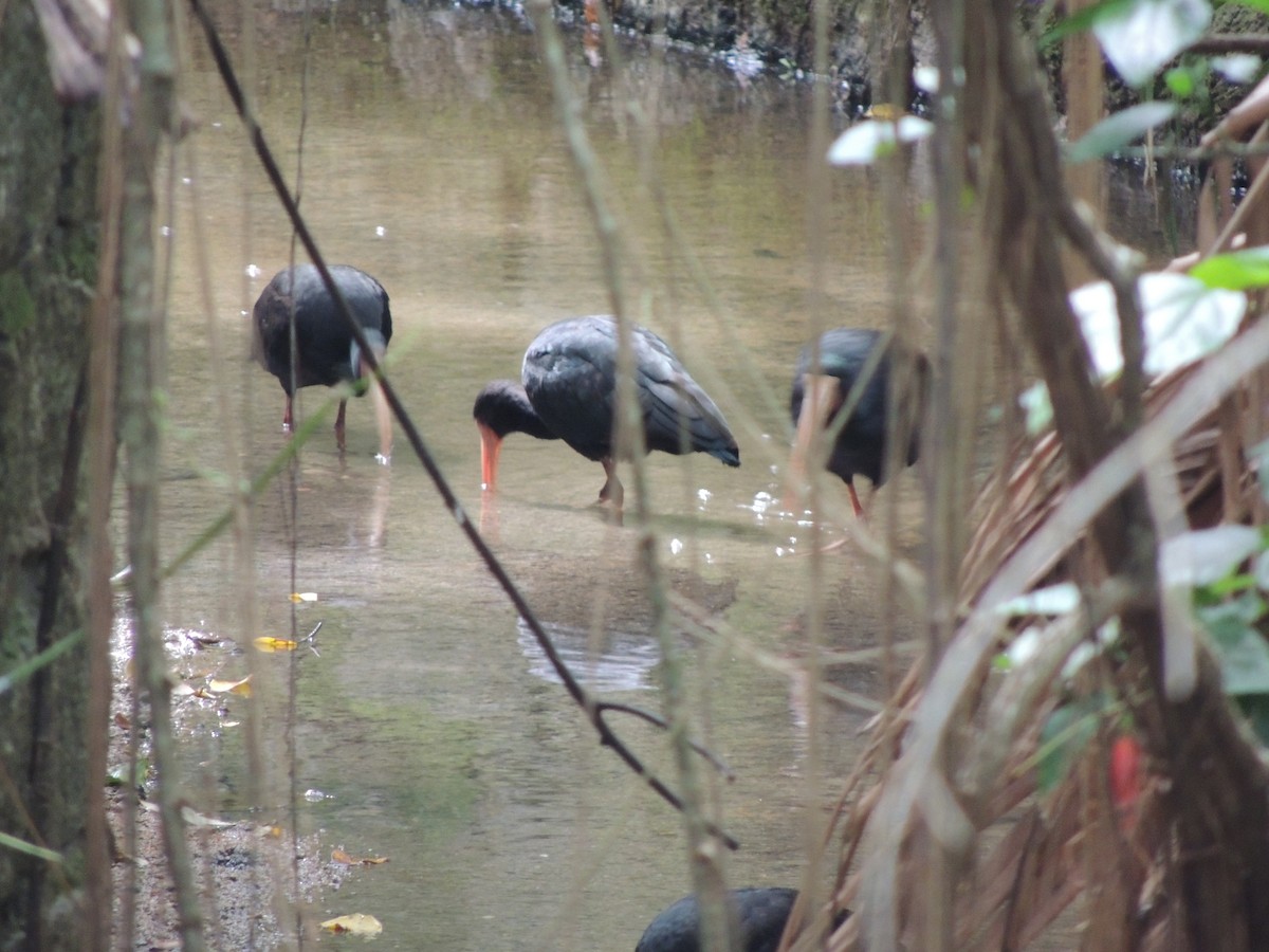 Ibis Afeitado - ML641940861