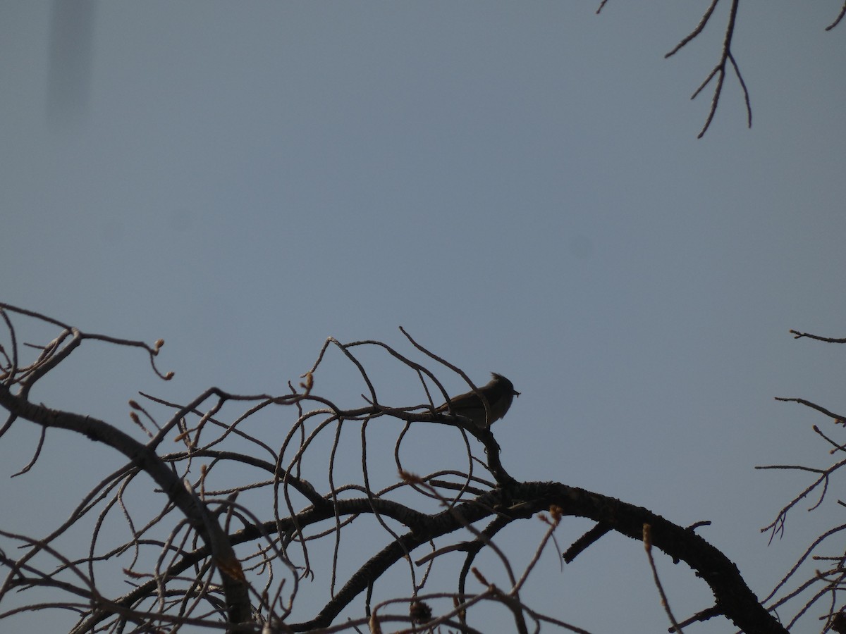 Juniper Titmouse - ML641940865