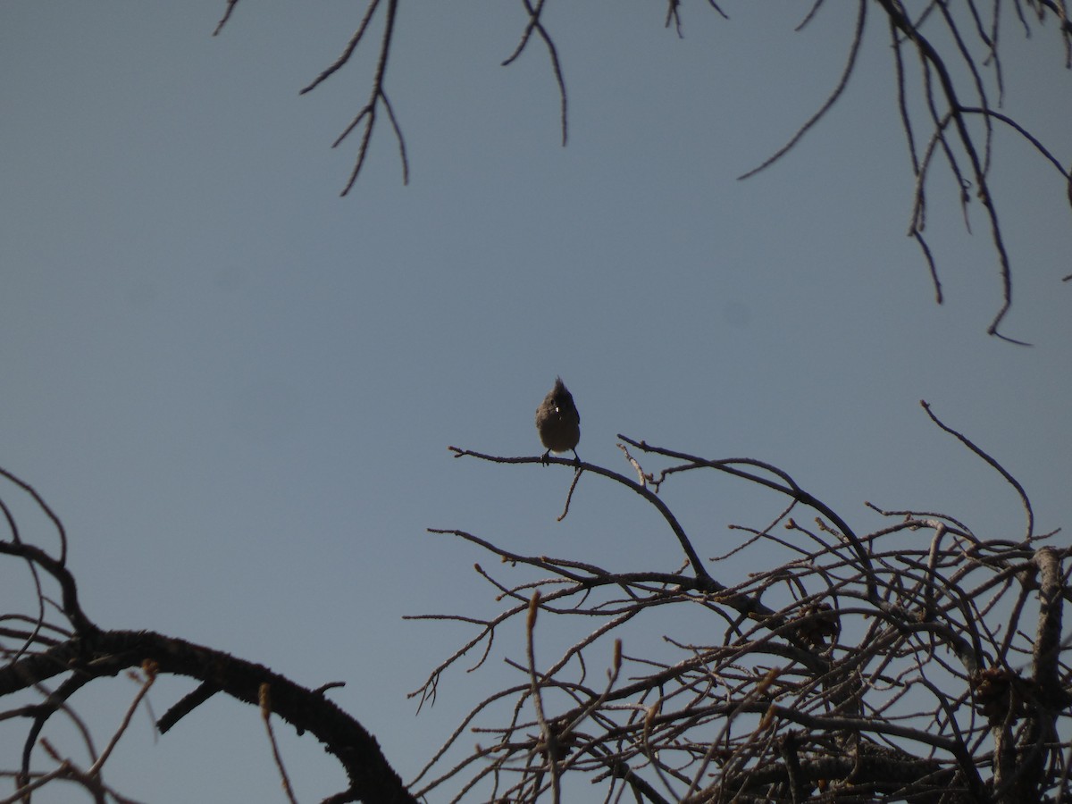Juniper Titmouse - ML641940870