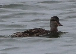 Gadwall - ML641940879
