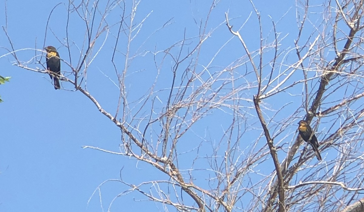 Yellow-headed Blackbird - ML641940884