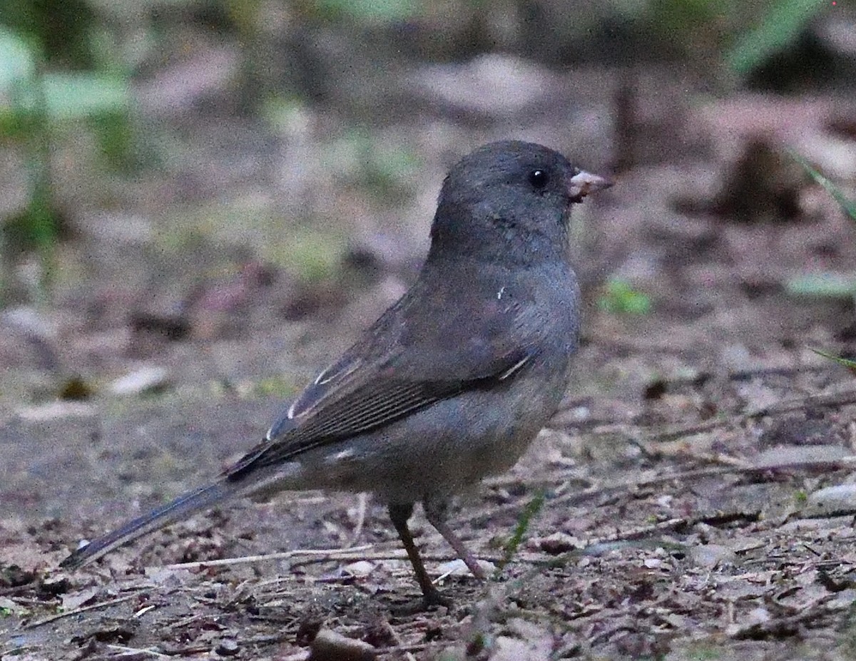 Dark-eyed Junco - ML641940887