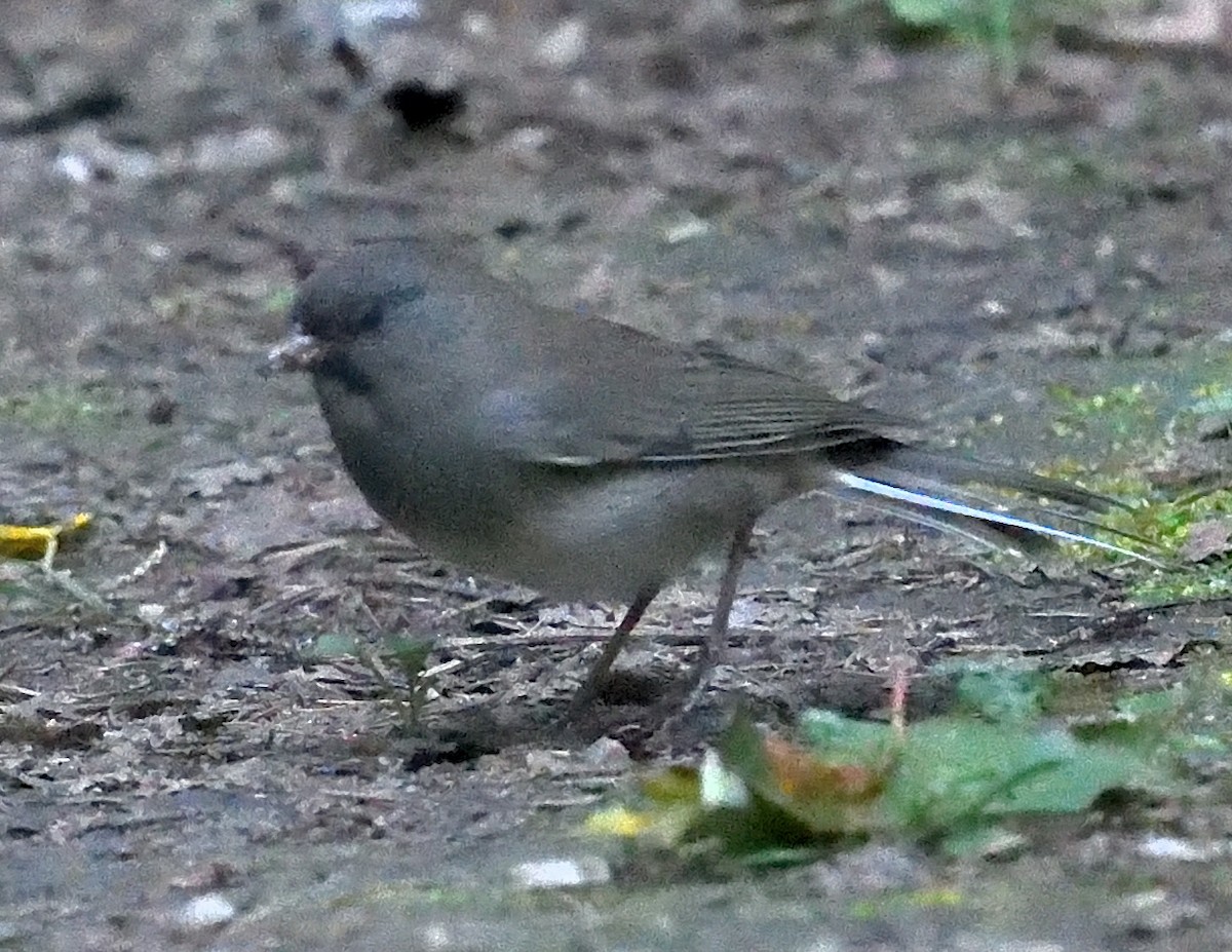 Dark-eyed Junco - ML641940888