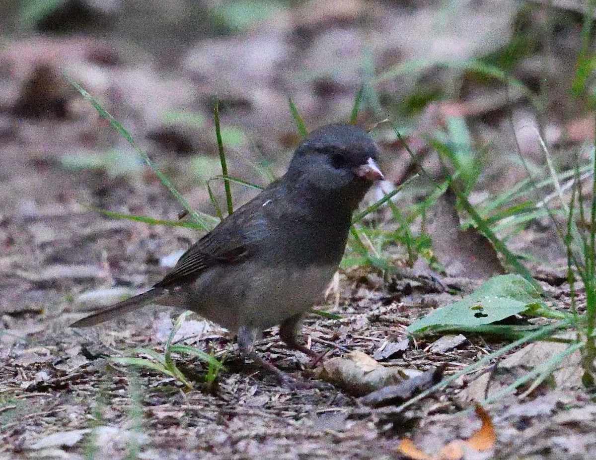 Dark-eyed Junco - ML641940889