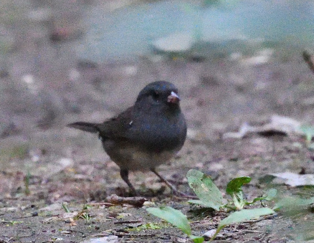 Dark-eyed Junco - ML641940890