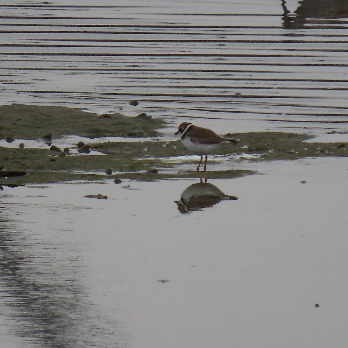 Semipalmated Plover - ML641940898