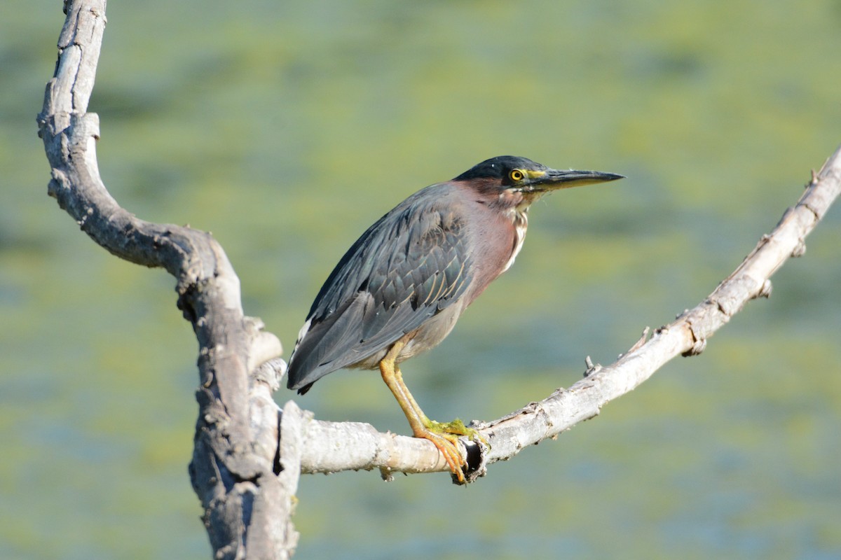 Green Heron - Taylor Abbott