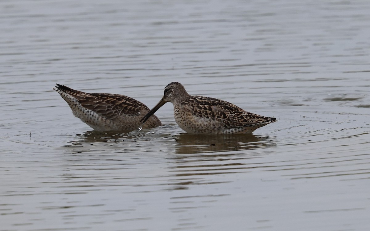 Short-billed Dowitcher - ML641940911