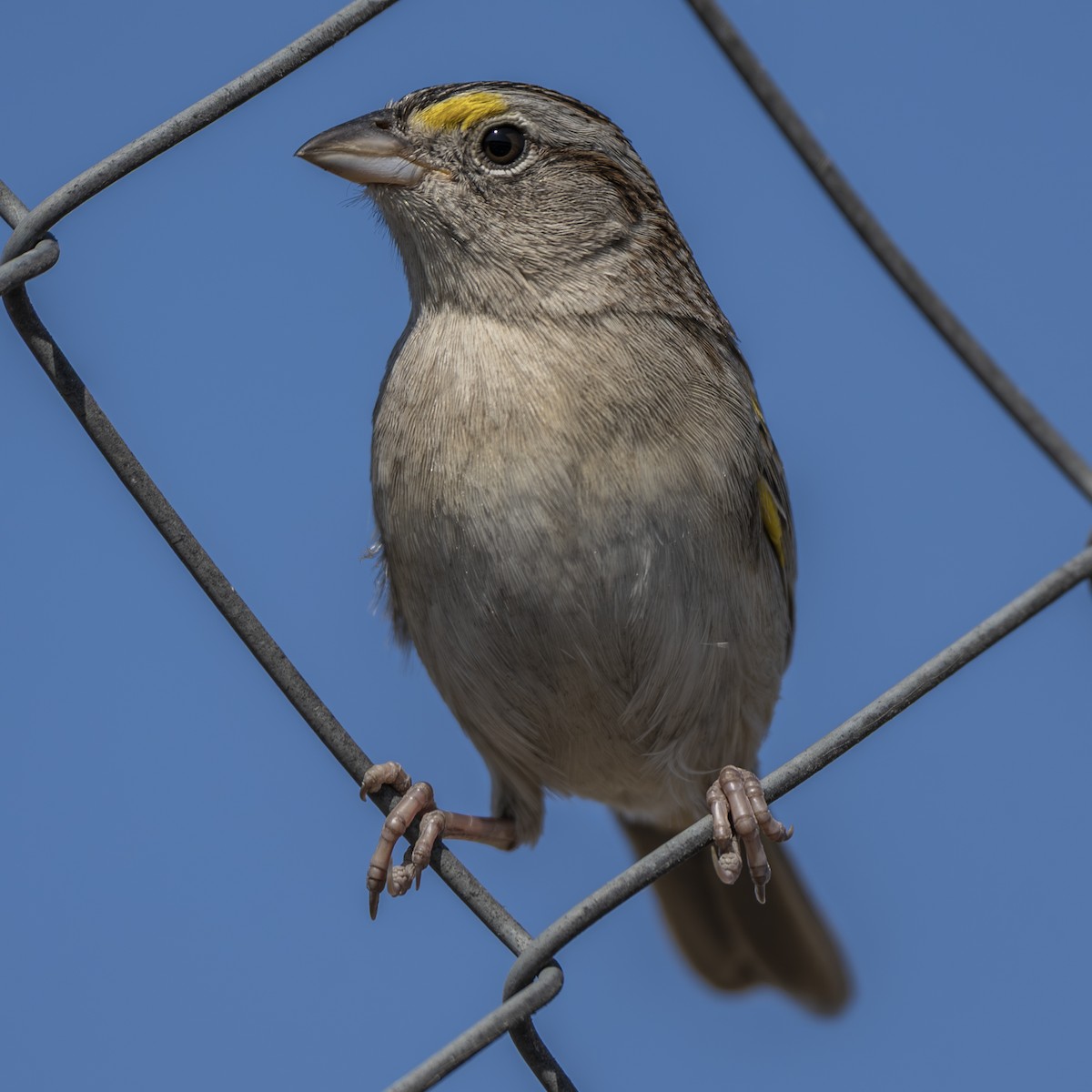 Grassland Sparrow - ML641940991