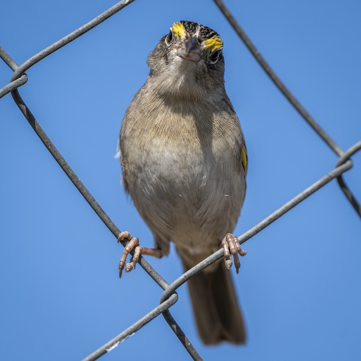 Grassland Sparrow - ML641940992