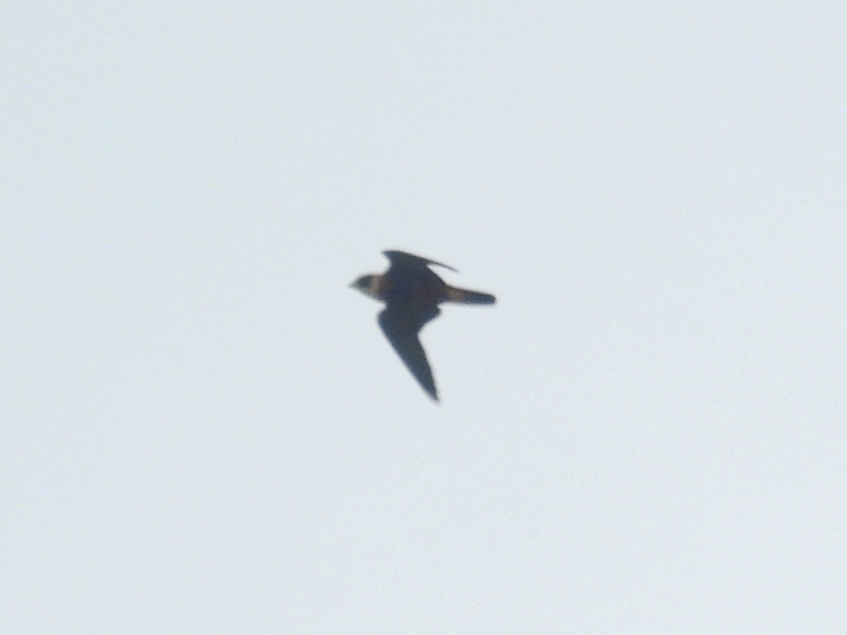Orange-breasted Falcon - ML641941029