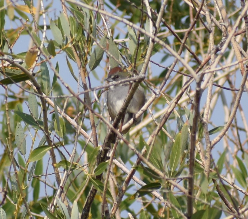 Green-tailed Towhee - ML641941030