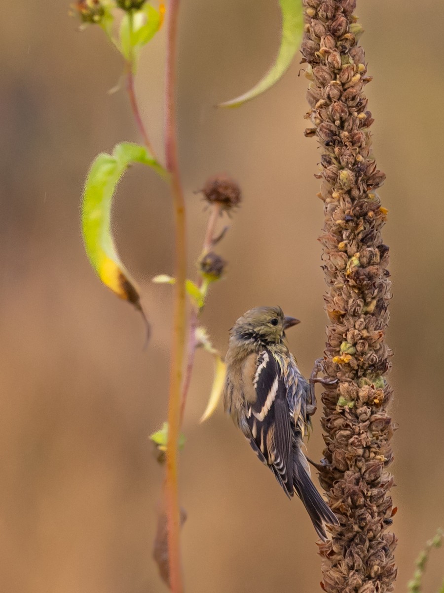 American Goldfinch - ML641941031