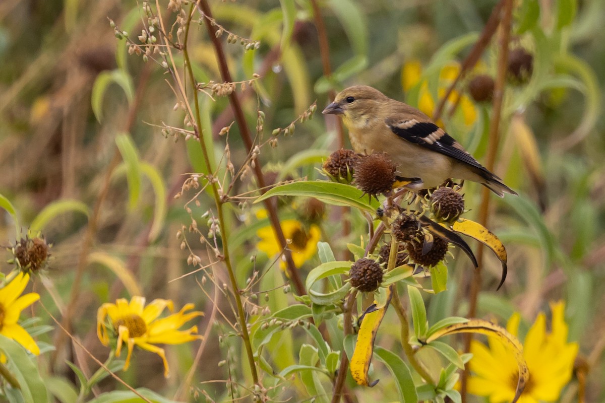 American Goldfinch - ML641941032