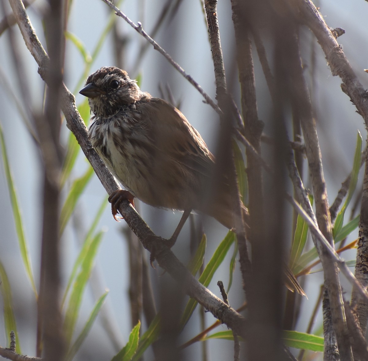 Song Sparrow - ML641941033