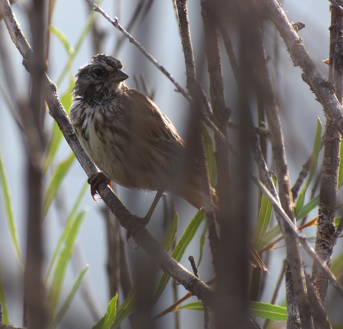 Song Sparrow - ML641941034