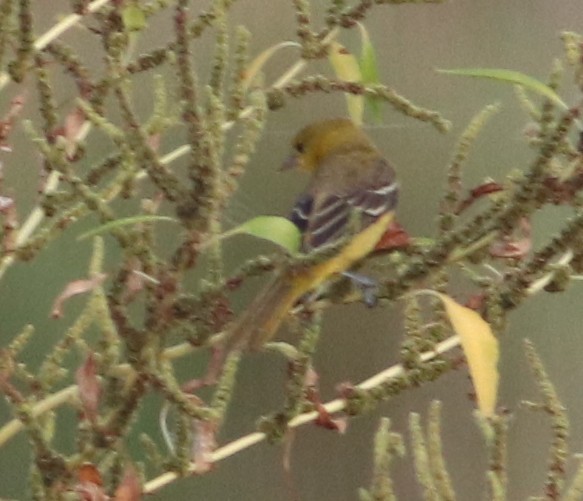 Orchard Oriole - ML641941052