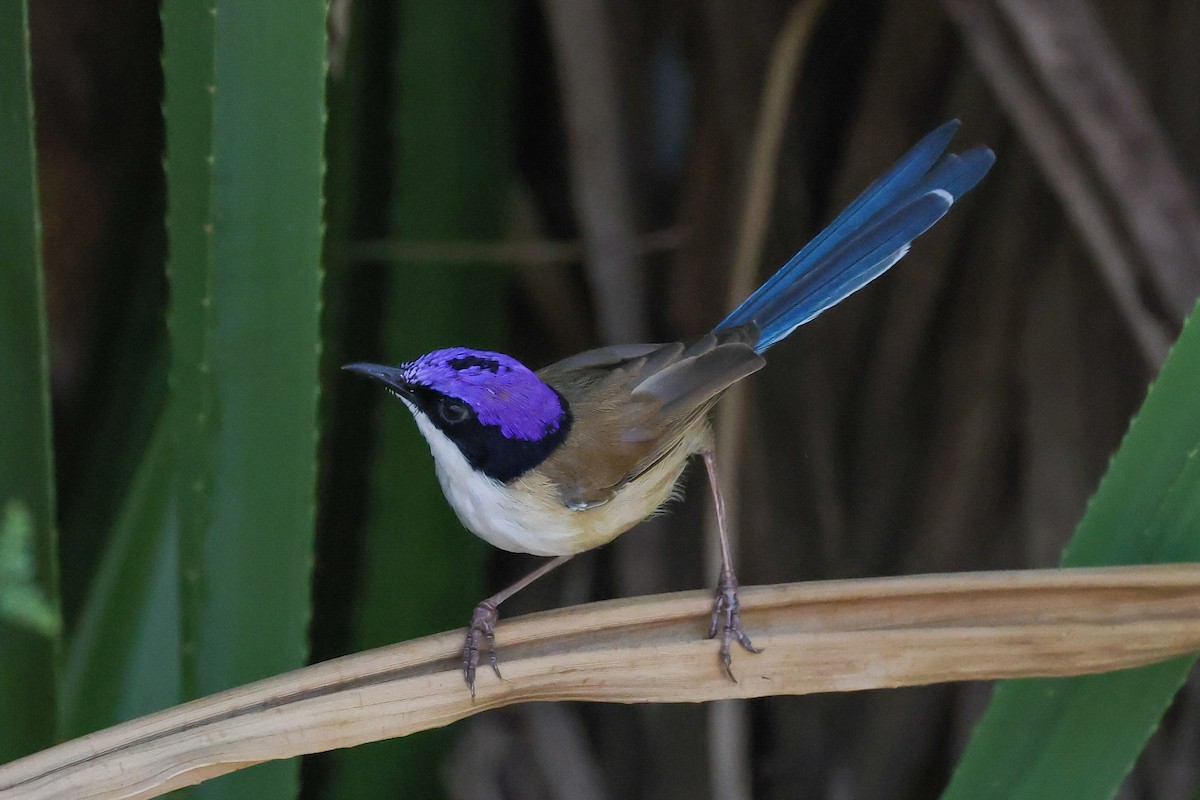Purple-crowned Fairywren - ML641941058