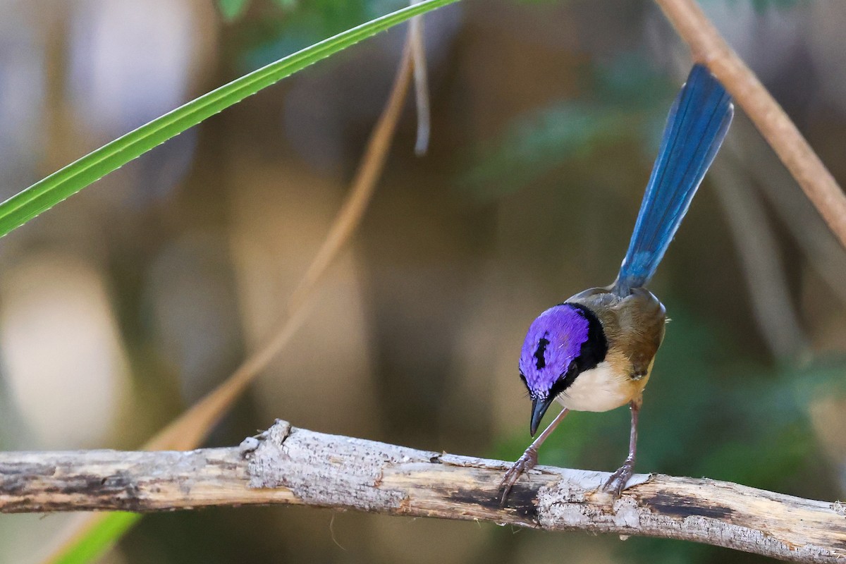 Purple-crowned Fairywren - ML641941059