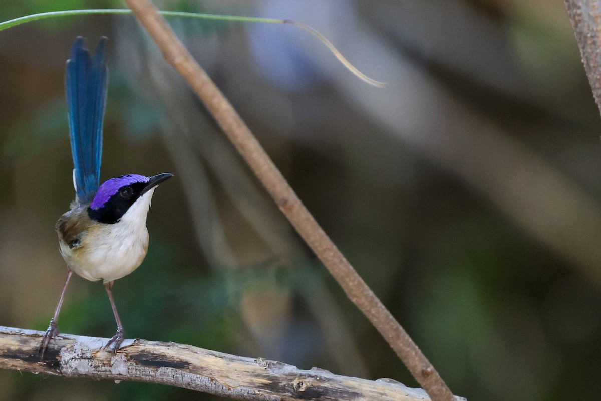 Purple-crowned Fairywren - ML641941060