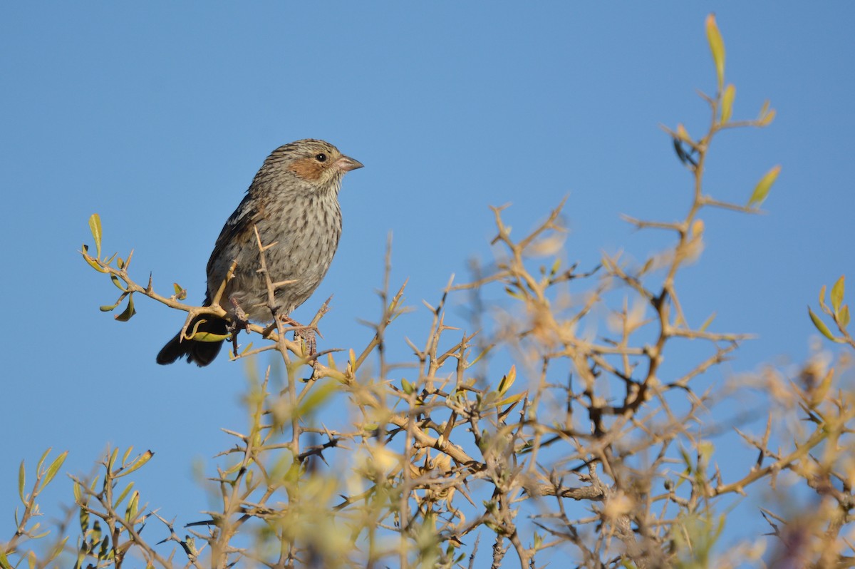 Mourning Sierra Finch - ML641941064