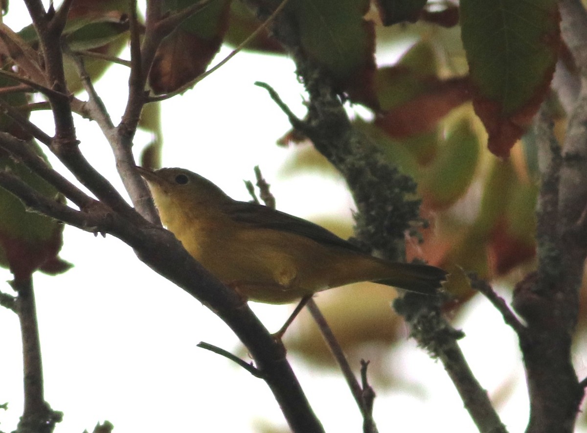 Northern Yellow Warbler - ML641941066