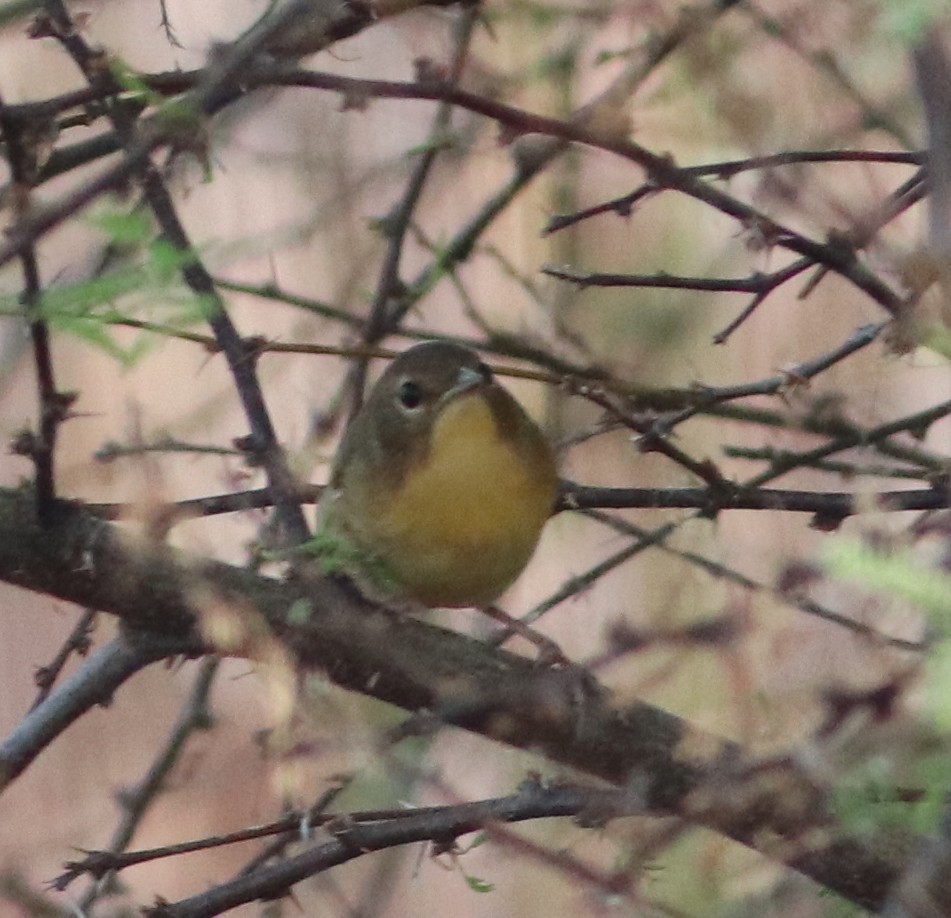 Common Yellowthroat - ML641941073
