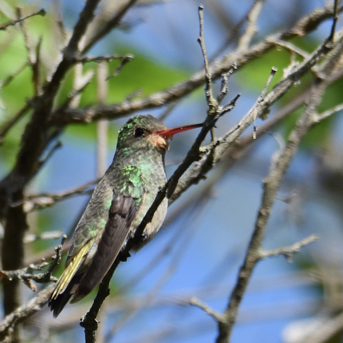 Glittering-bellied Emerald - ML641941075