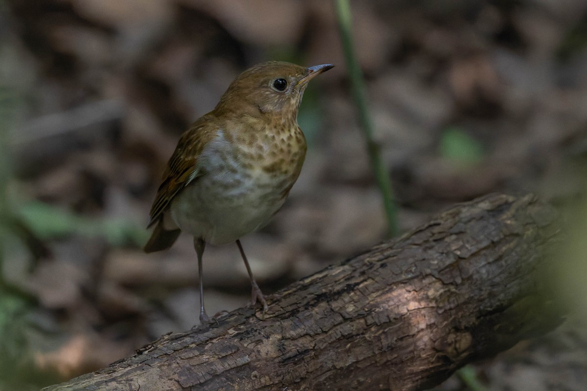 Veery - ML641941093