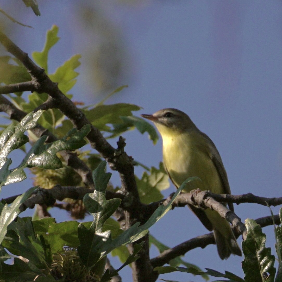 Philadelphia Vireo - ML641941107