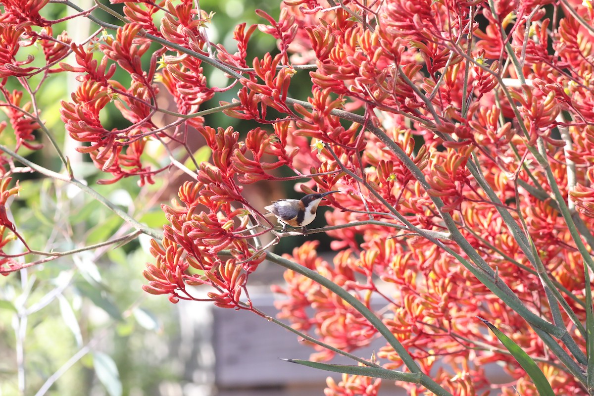 Eastern Spinebill - ML641941118