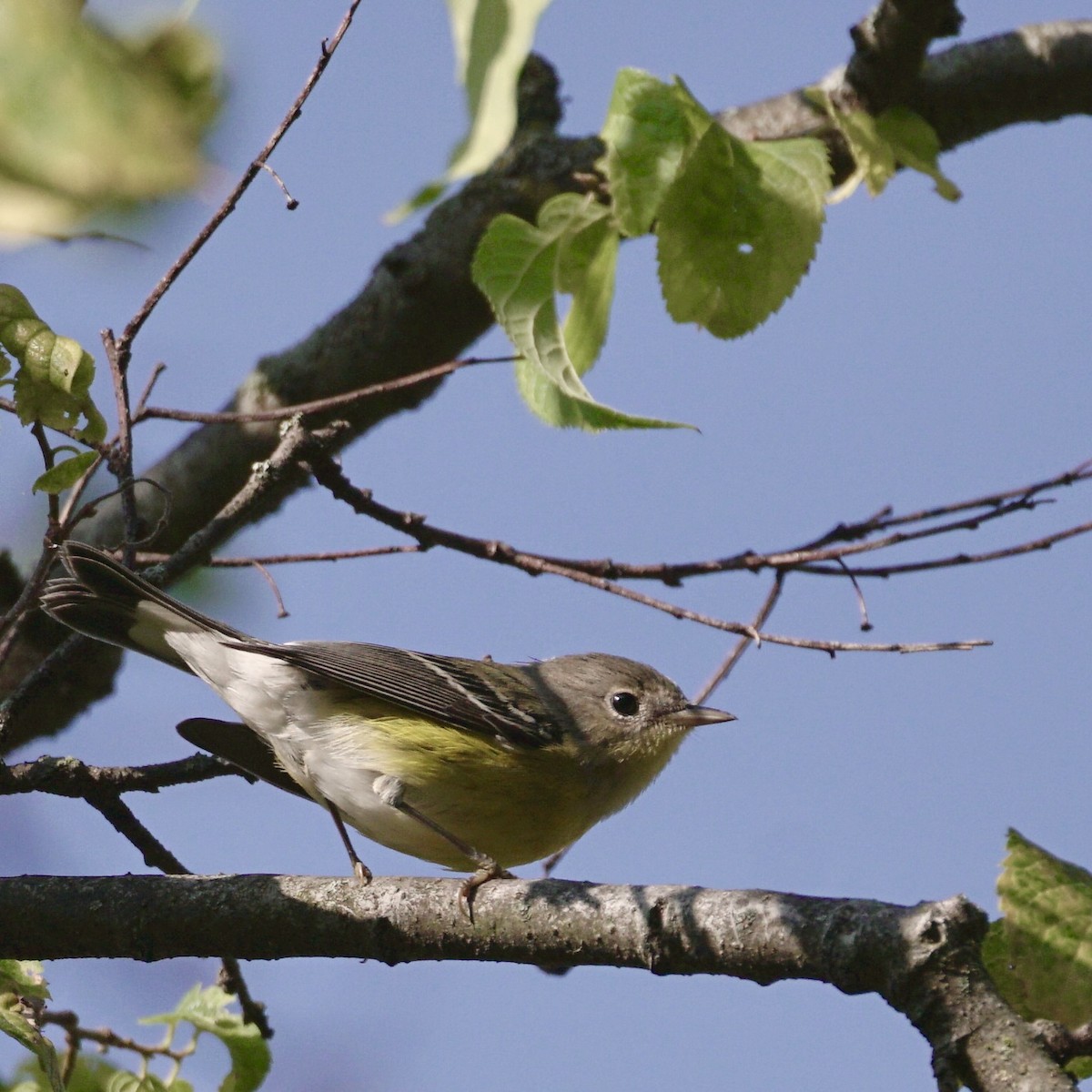 Magnolia Warbler - ML641941122