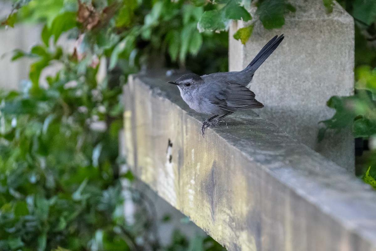 Gray Catbird - ML641941147